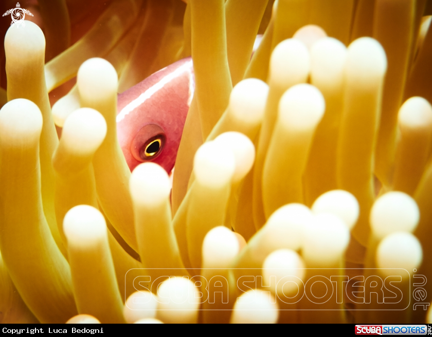 A Clownfish