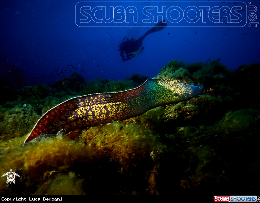 A Mooray Eel
