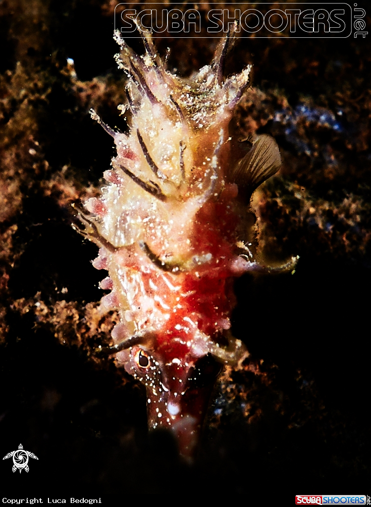 A Seahorse