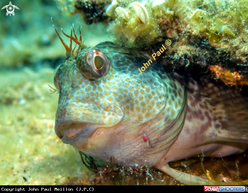 A BLENNIE PILICORNE