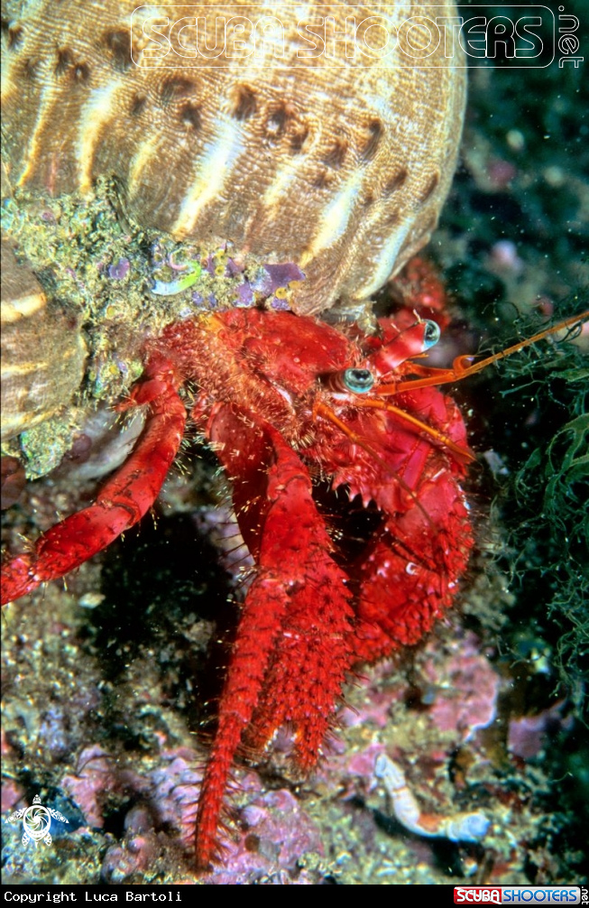 A Hermit Crab