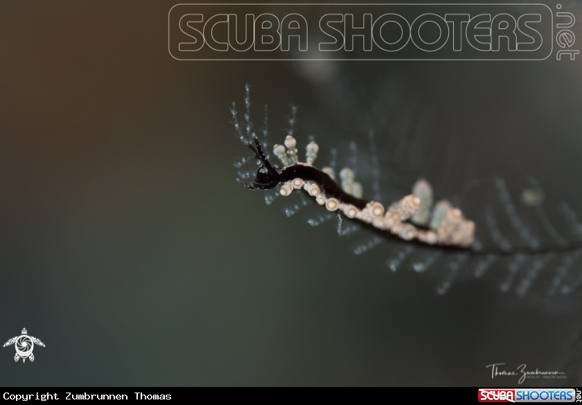 A Nudibranch 