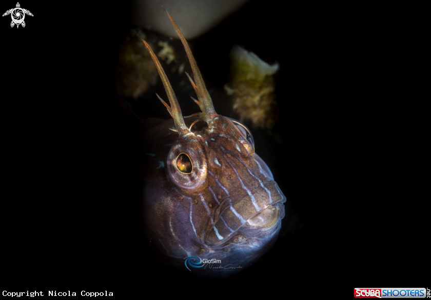 A blenny