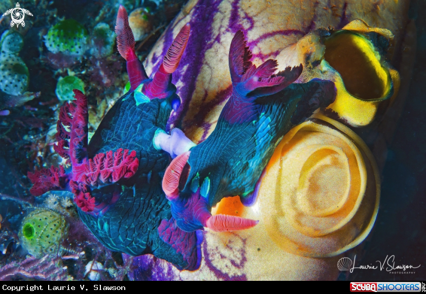 A Nembrotha chamberlaini