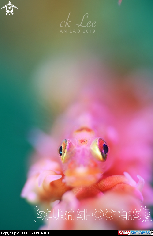 A Goby
