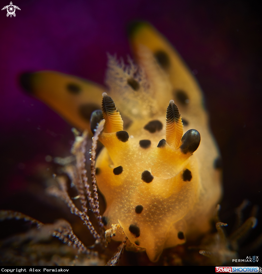 A Nudibranch