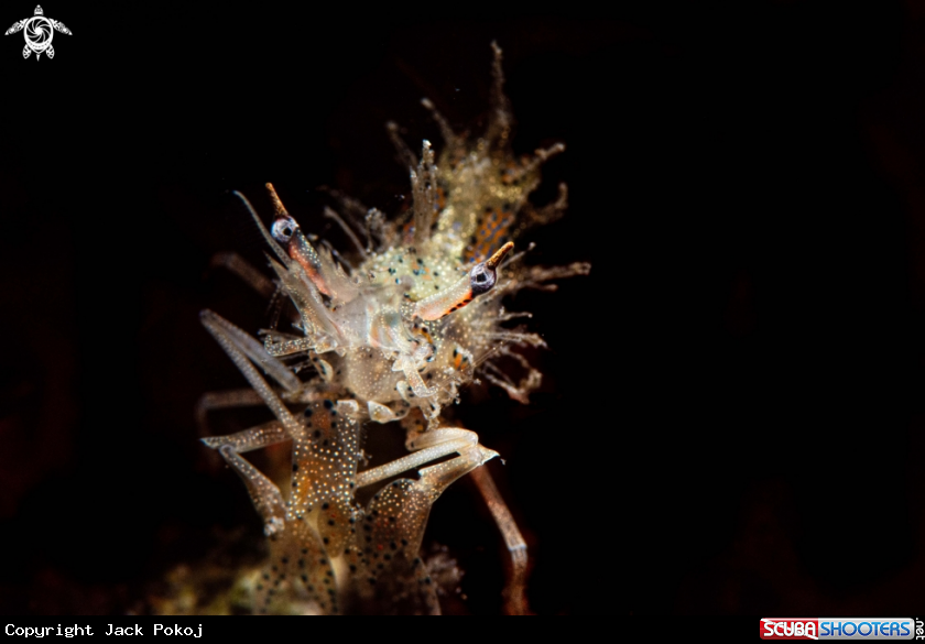 A Tiger shrimp