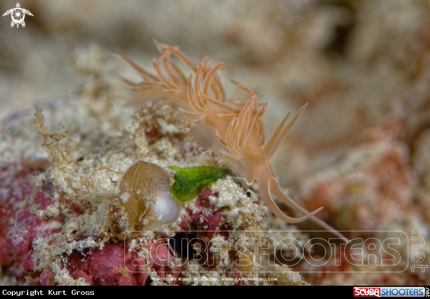 A Nudibranche