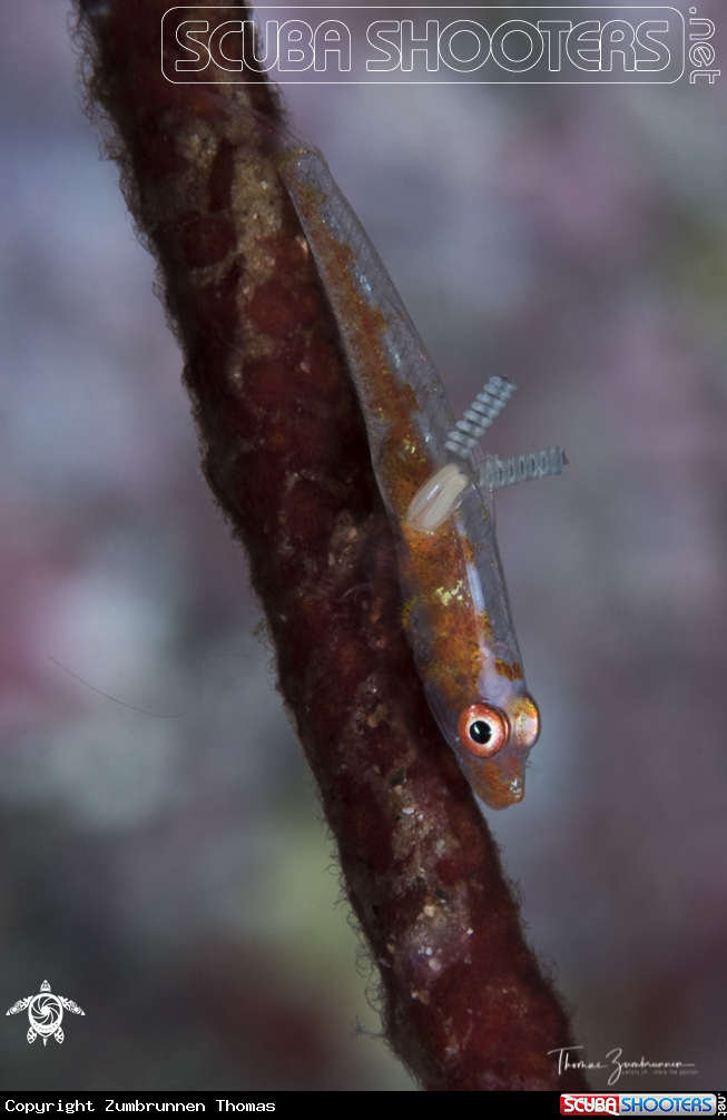 A Large whip goby 