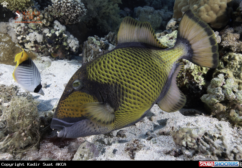 A TITAN TRIGGE FISH