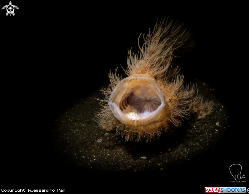 A Hairy Frogfish