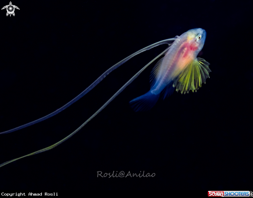 A Larval barred soapfish