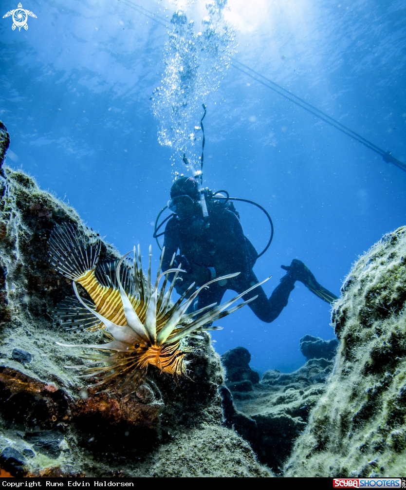 A Lionfish