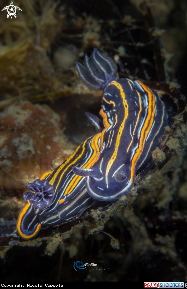 A nudi