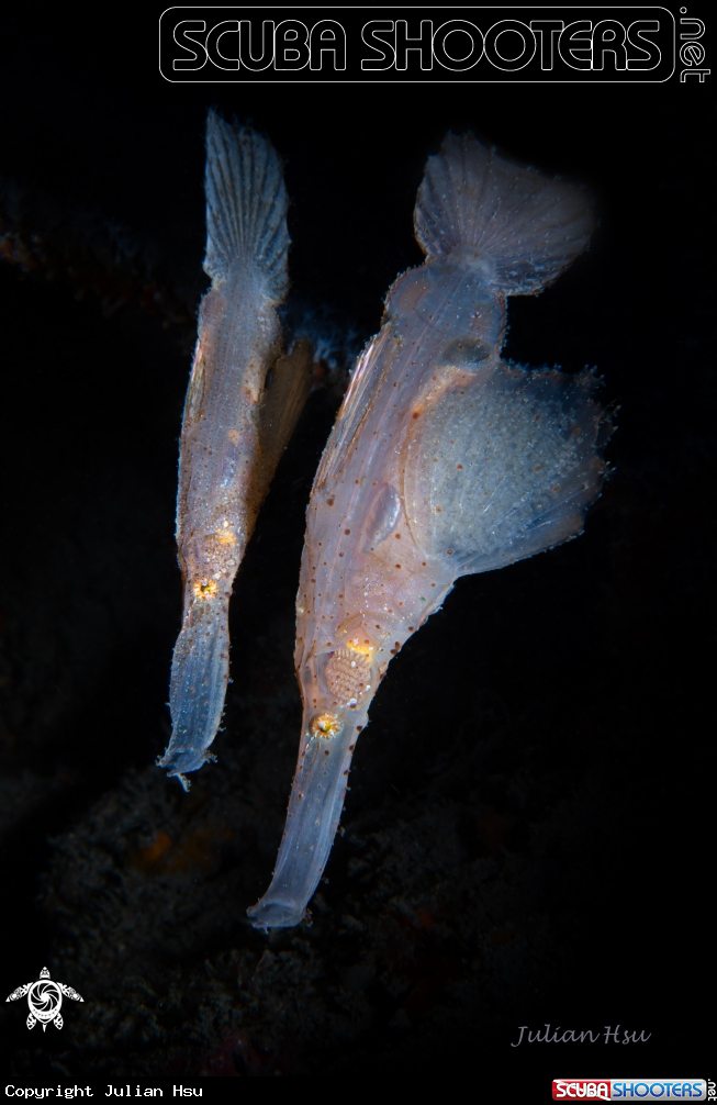 A Robust ghost pipefish