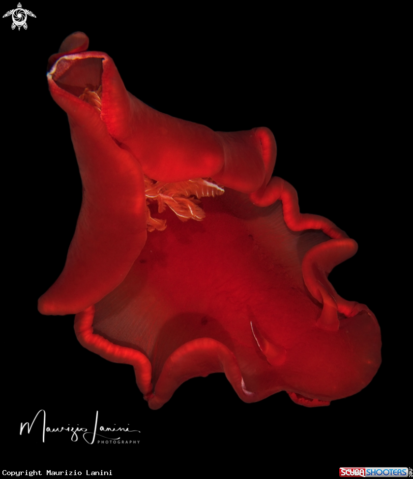 A Spanish dancer 