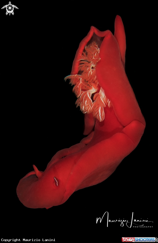 A Spanish dancer