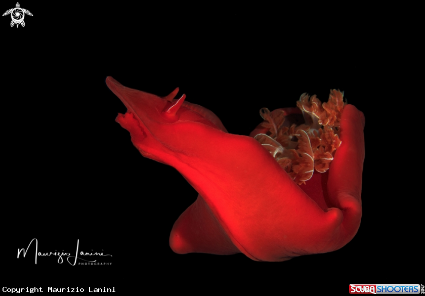 A Spanish dancer