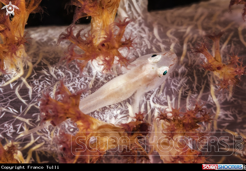 A Goby on Alcyonaria