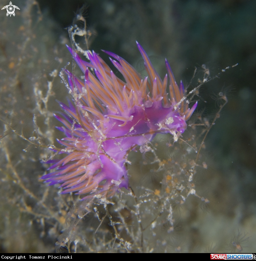 A underwater creature