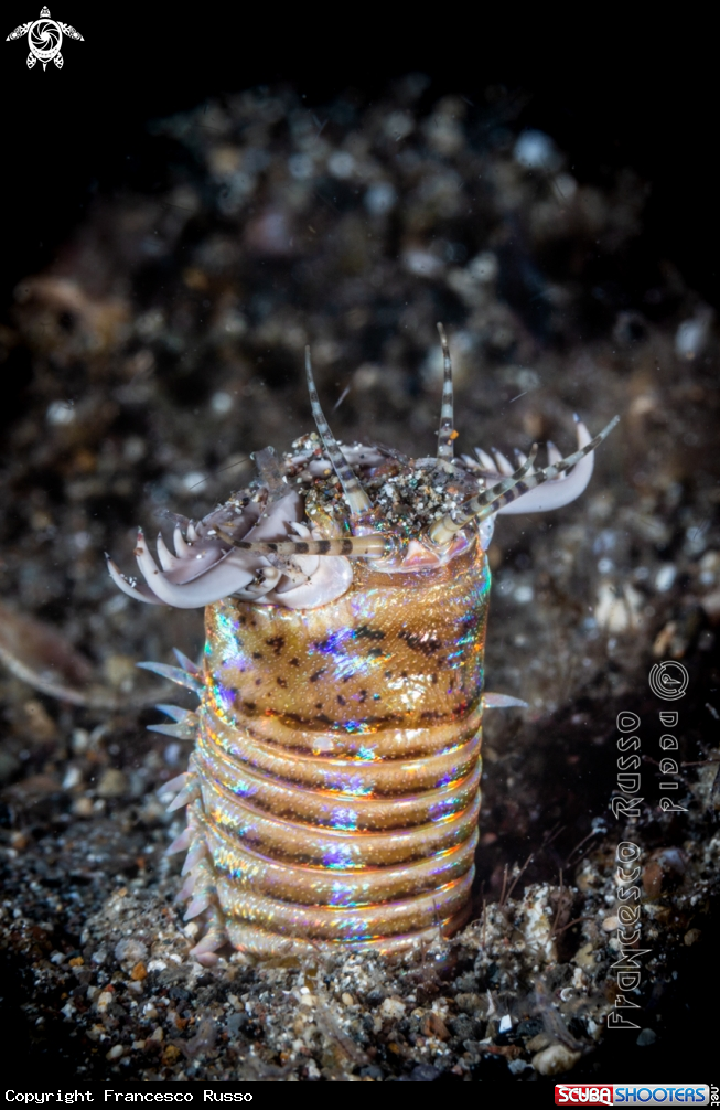 A Eunice aphroditois