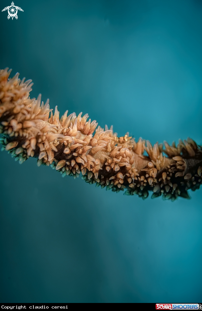 A Zanzibar Whip coral shrimp (Dasycaris zanzibarica)