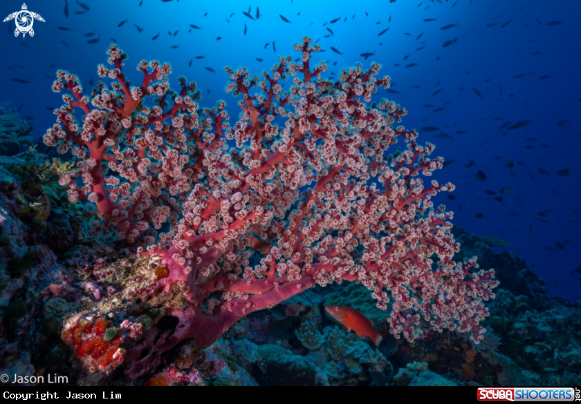 A Cherry Blossom Sea Fan