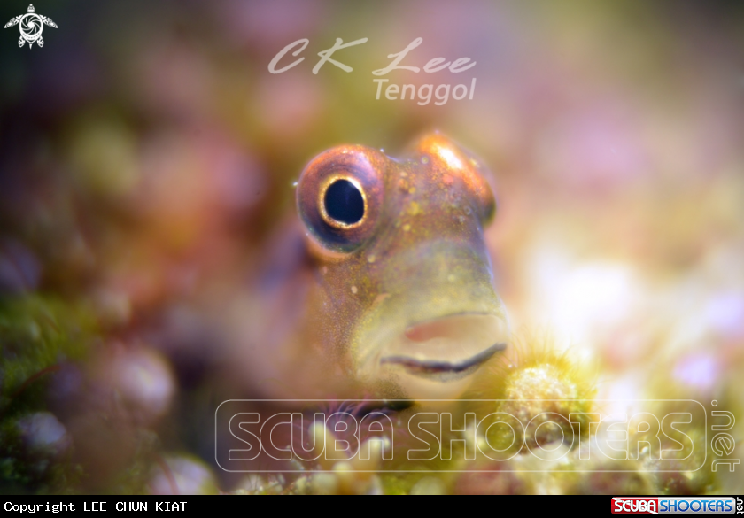 A Hi Blenny