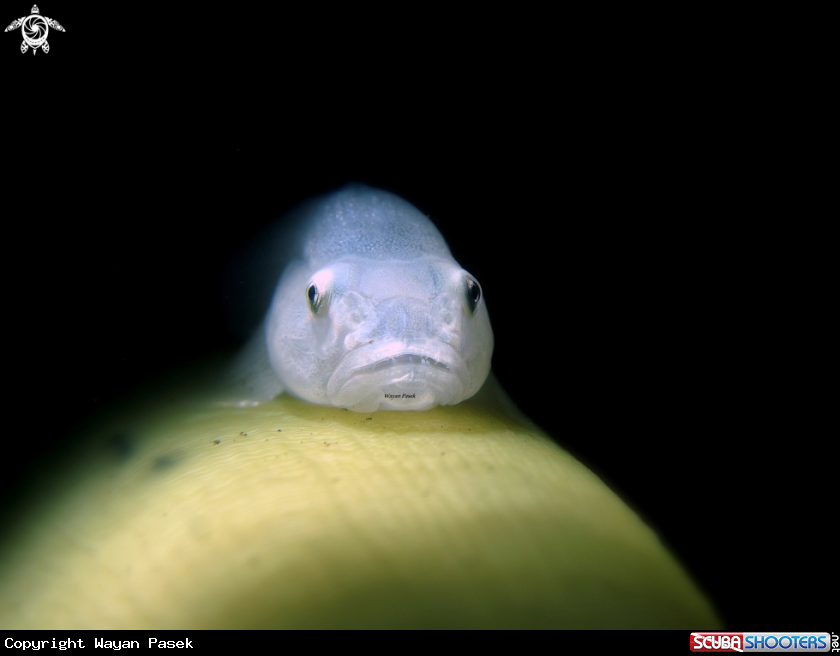 A Ghost Goby