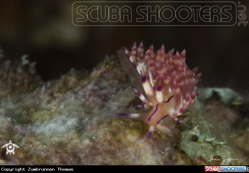 A Nudibranch 