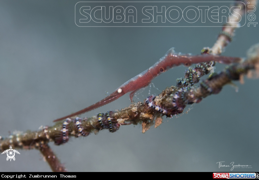 A Ocellated tozeuma Shrimp