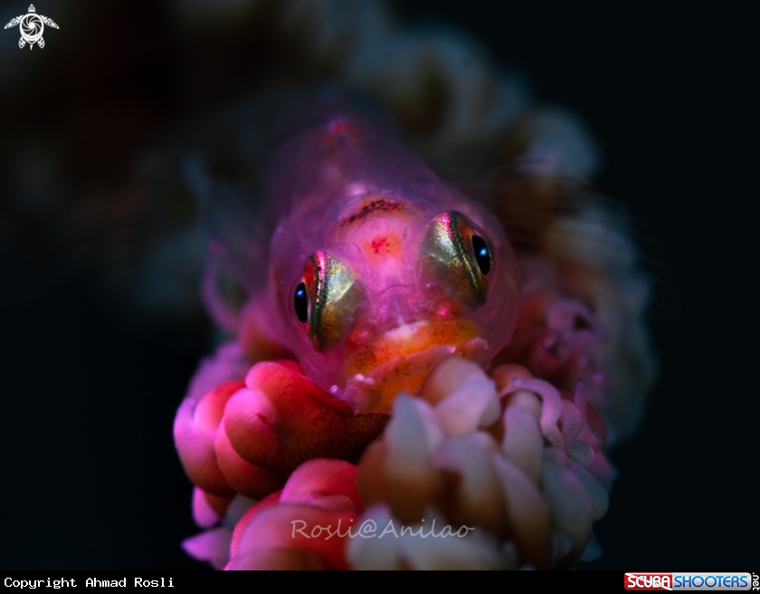 A Whip Coral Goby