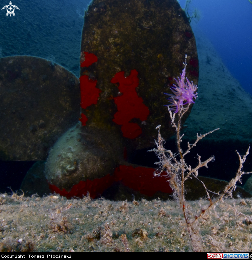A underwater creature