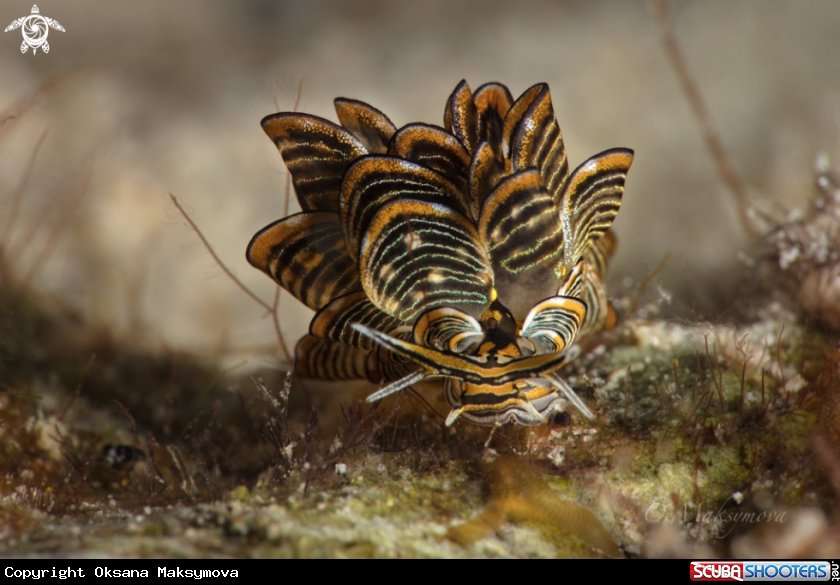 A Nudibranch Cyerce nigra