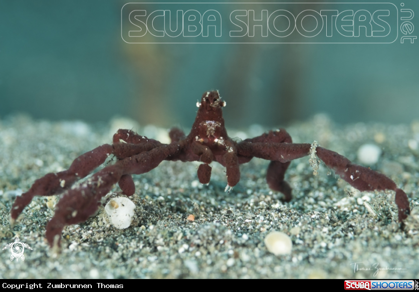 A Crab 