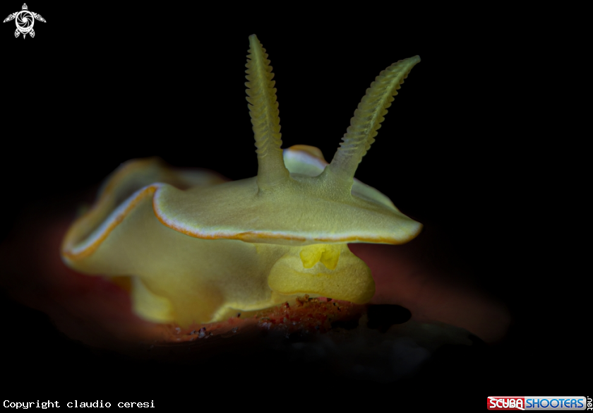 A  chromodorididae sp. 