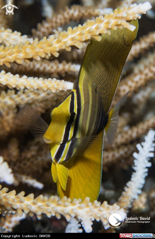A Pacific Sailfin Tang