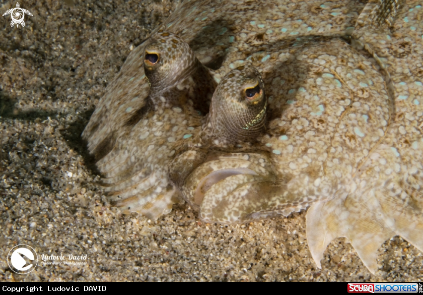 A Leopard Flounder