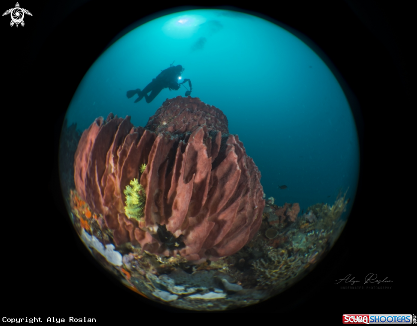 A Red coral with diver