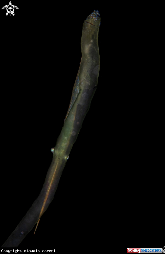 A blade shrimp