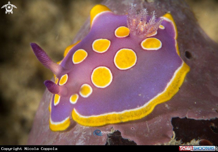 A Felimida luteorosea