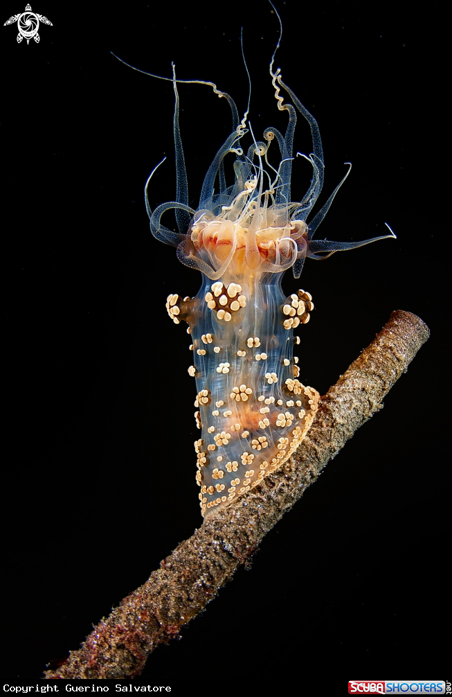 A alicia mirabilis