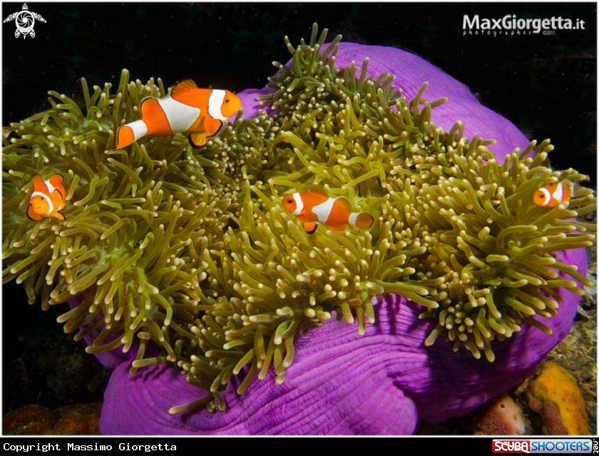 A underwater creature