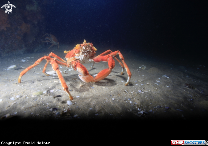 A Spider crab