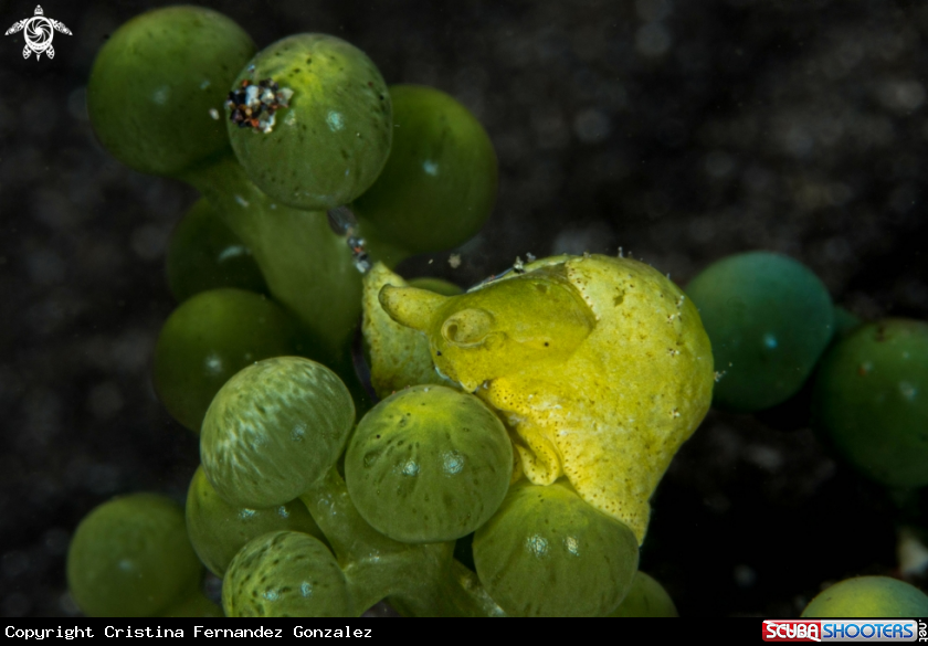 A Sap-Shucking slug