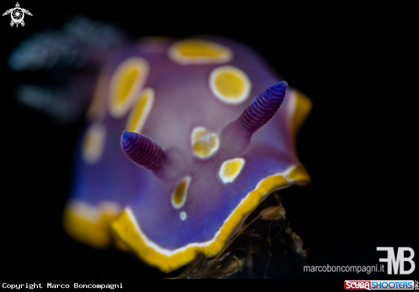 A Felimida luteorosea