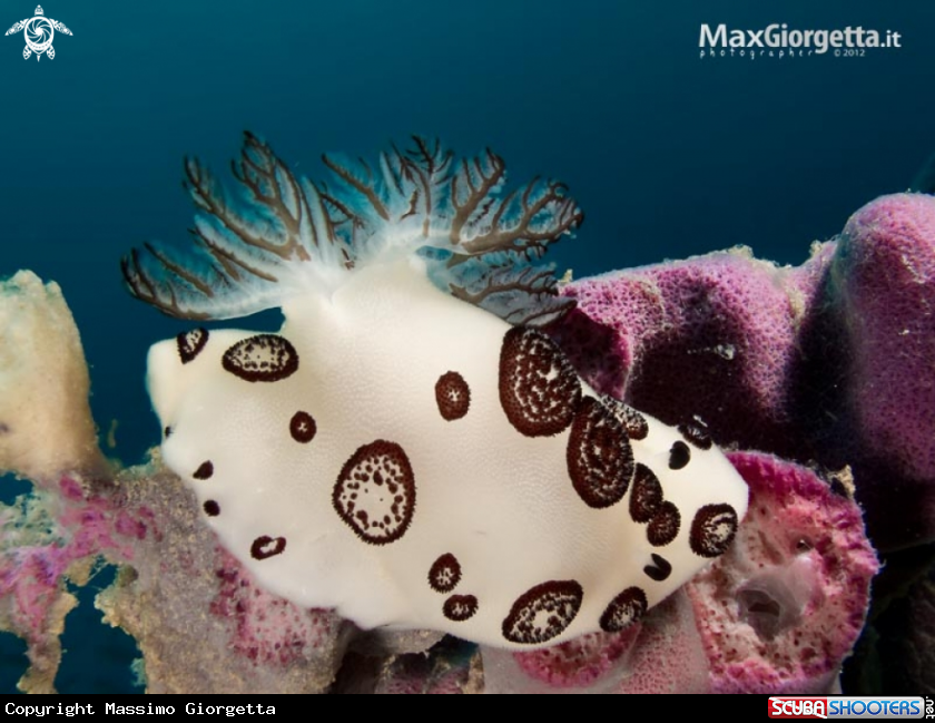 A nudibranch