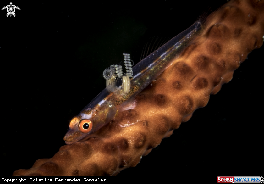 A Whip coral goby