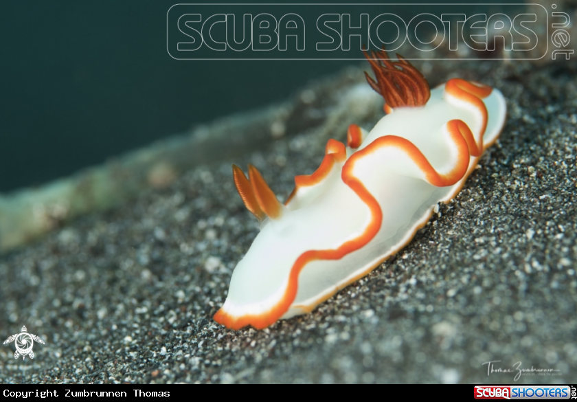 A Nudibranch 