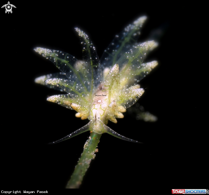 A stiliger sp